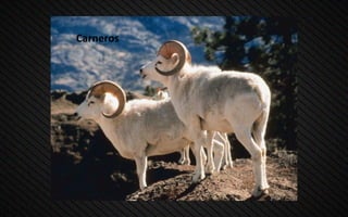 Carneros
 