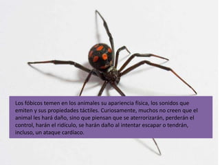 Los fóbicos temen en los animales su apariencia física, los sonidos que
emiten y sus propiedades táctiles. Curiosamente, muchos no creen que el
animal les hará daño, sino que piensan que se aterrorizarán, perderán el
control, harán el ridículo, se harán daño al intentar escapar o tendrán,
incluso, un ataque cardíaco.
 