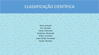 CLASSIFICAÇÃO CIENTÍFICA
Reino: Animalia
Filo: Chordata
Classe: Mammalia
Infraclasse: Placentalia
Ordem: Carnivora
Super-família: Pinnipedia
Família: Phocidae
 