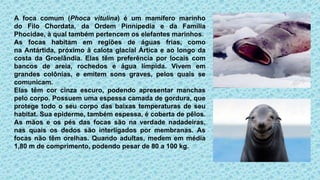 A foca comum (Phoca vitulina) é um mamífero marinho
do Filo Chordata, da Ordem Pinnipedia e da Família
Phocidae, à qual também pertencem os elefantes marinhos.
As focas habitam em regiões de águas frias, como
na Antártida, próximo à calota glacial Ártica e ao longo da
costa da Groelândia. Elas têm preferência por locais com
bancos de areia, rochedos e água límpida. Vivem em
grandes colônias, e emitem sons graves, pelos quais se
comunicam.
Elas têm cor cinza escuro, podendo apresentar manchas
pelo corpo. Possuem uma espessa camada de gordura, que
protege todo o seu corpo das baixas temperaturas de seu
habitat. Sua epiderme, também espessa, é coberta de pêlos.
As mãos e os pés das focas são na verdade nadadeiras,
nas quais os dedos são interligados por membranas. As
focas não têm orelhas. Quando adultas, medem em média
1,80 m de comprimento, podendo pesar de 80 a 100 kg.
 