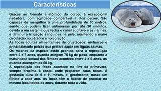 Graças ao formato anatômico do corpo, é excepcional
nadadora, com agilidade comparável a dos peixes. São
capazes de mergulhar a uma profundidade de 60 metros,
sendo que podem ficar submersas por até 20 minutos,
devido a um sistema que fecha o canal auditivo e as narinas,
e diminui a irrigação sanguínea na pele, mantendo a maior
circulação no cérebro e no coração.
As focas adultas alimentam-se de crustáceos, moluscos e
principalmente peixes que prefere caçar em águas calmas.
Os machos da espécie estão prontos para a reprodução
entre 3 e 7 anos, quando atingem 75 kg de peso, enquanto a
maturidade sexual das fêmeas acontece entre 2 a 6 anos, ou
quando alcançam os 50 kg.
A reprodução das focas acontece no fim da primavera,
sempre próxima à costa, onde preparam suas tocas. A
gestação dura de 9 a 11 meses, e, geralmente, nasce um
filhote a cada ano. As focas têm o hábito de procriar no
mesmo local todos os anos, durante toda a vida.
Características
 