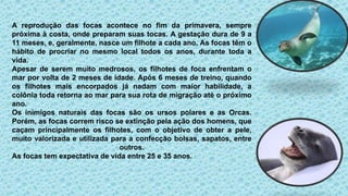 A reprodução das focas acontece no fim da primavera, sempre
próxima à costa, onde preparam suas tocas. A gestação dura de 9 a
11 meses, e, geralmente, nasce um filhote a cada ano. As focas têm o
hábito de procriar no mesmo local todos os anos, durante toda a
vida.
Apesar de serem muito medrosos, os filhotes de foca enfrentam o
mar por volta de 2 meses de idade. Após 6 meses de treino, quando
os filhotes mais encorpados já nadam com maior habilidade, a
colônia toda retorna ao mar para sua rota de migração até o próximo
ano.
Os inimigos naturais das focas são os ursos polares e as Orcas.
Porém, as focas correm risco se extinção pela ação dos homens, que
caçam principalmente os filhotes, com o objetivo de obter a pele,
muito valorizada e utilizada para a confecção bolsas, sapatos, entre
outros.
As focas tem expectativa de vida entre 25 e 35 anos.
 