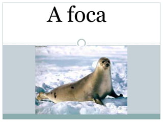A foca
 