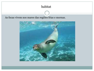 habitat


As focas vivem nos mares das regiões frias e mornas.
 