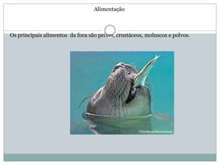 Alimentação



Os principais alimentos da foca são peixes, crustáceos, moluscos e polvos.
 