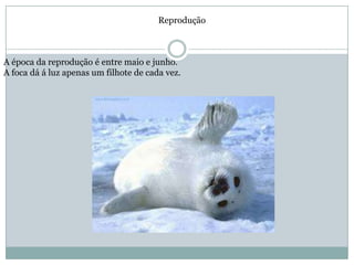 Reprodução



A época da reprodução é entre maio e junho.
A foca dá á luz apenas um filhote de cada vez.
 