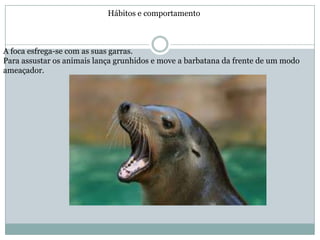 Hábitos e comportamento



A foca esfrega-se com as suas garras.
Para assustar os animais lança grunhidos e move a barbatana da frente de um modo
ameaçador.
 