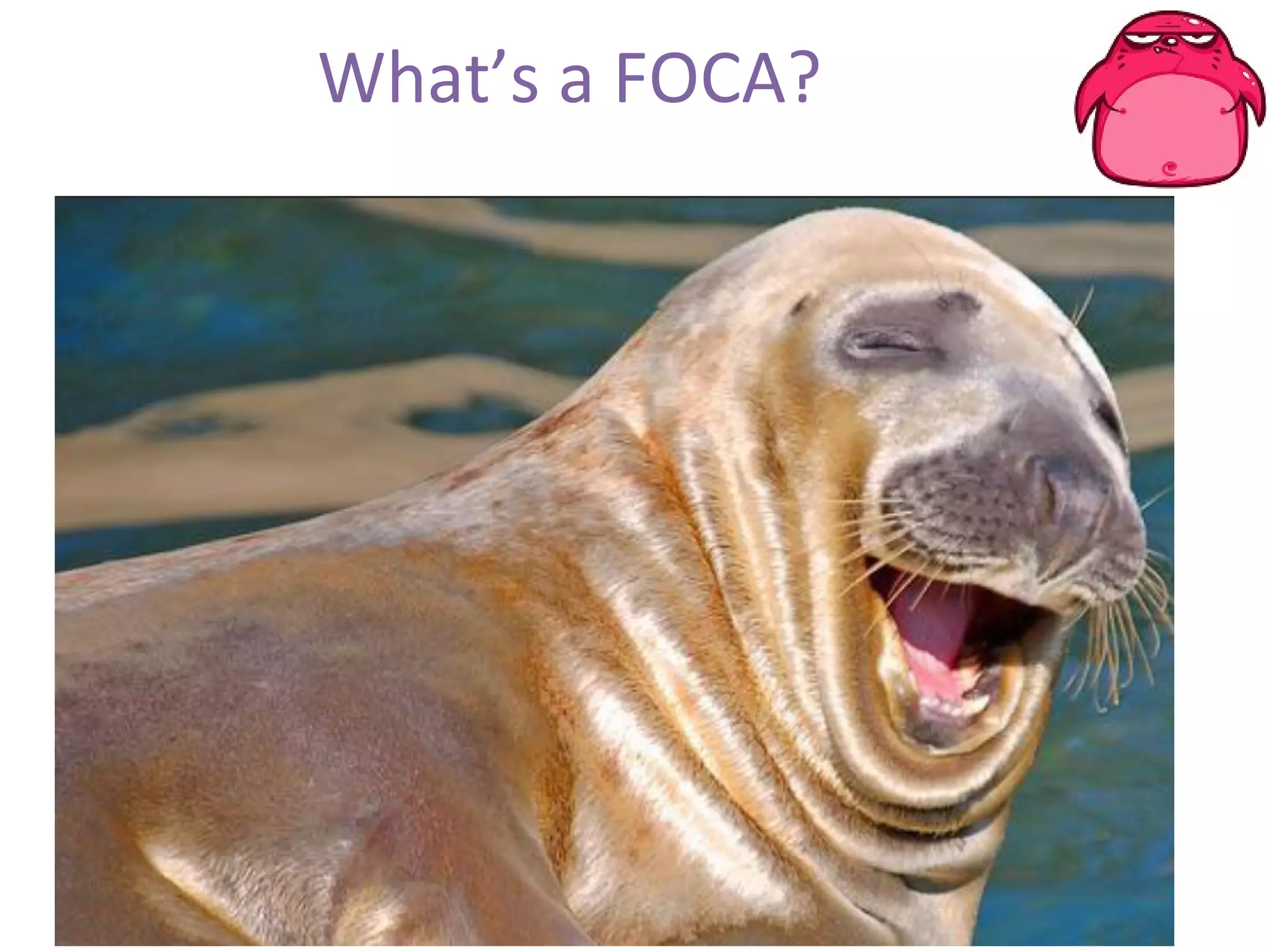 What’s a FOCA? 