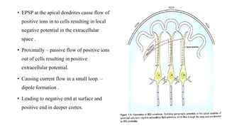 Apical Loop Focal epileptiform patterns principles of polarity | PPTX
