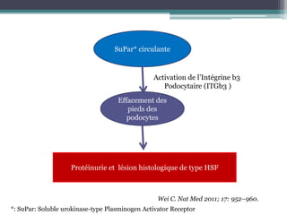 SuPar* circulante


                                                Activation de l’Intégrine b3
                                                   Podocytaire (ITGb3 )
                                    Effacement des
                                       pieds des
                                       podocytes




                    Protéinurie et lésion histologique de type HSF



                                                  Wei C. Nat Med 2011; 17: 952–960.
*: SuPar: Soluble urokinase-type Plasminogen Activator Receptor
 