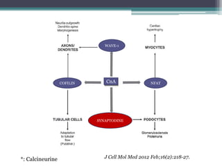 WAVE-1




                  COFILIN      CnA                 NFAT




                            SYNAPTODINE




*: Calcineurine                J Cell Mol Med 2012 Feb;16(2):218-27.
 
