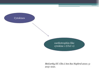 Cytokines




                    cardiotrophin-like
                    cytokine 1 (CLC-1)




            McCarthy ET. Clin J Am Soc Nephrol 2010; 5:
            2115–2121.
 