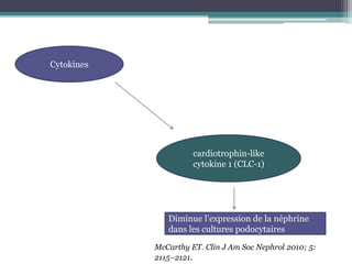 Cytokines




                      cardiotrophin-like
                      cytokine 1 (CLC-1)




               Diminue l’expression de la néphrine
               dans les cultures podocytaires

            McCarthy ET. Clin J Am Soc Nephrol 2010; 5:
            2115–2121.
 