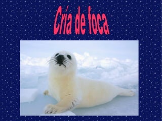 Cría de foca   