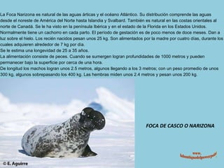 FOCA DE CASCO O NARIZONA www. laboutiquedelpowerpoint. com La Foca Narizona es natural de las aguas árticas y el océano Atlántico. Su distribución comprende las aguas desde el noreste de América del Norte hasta Islandia y Svalbard. También es natural en las costas orientales al norte de Canadá. Se le ha visto en la península Ibérica y en el estado de la Florida en los Estados Unidos. Normalmente tiene un cachorro en cada parto. El período de gestación es de poco menos de doce meses. Dan a luz sobre el hielo. Los recién nacidos pesan unos 25 kg. Son alimentados por la madre por cuatro días, durante los cuales adquieren alrededor de 7 kg por día. Se le estima una longevidad de 25 a 35 años. La alimentación consiste de peces. Cuando se sumergen logran profundidades de 1000 metros y pueden permanecer bajo la superficie por cerca de una hora. De longitud los machos logran unos 2.5 metros, algunos llegando a los 3 metros; con un peso promedio de unos 300 kg, algunos sobrepasando los 400 kg. Las hembras miden unos 2.4 metros y pesan unos 200 kg. 
