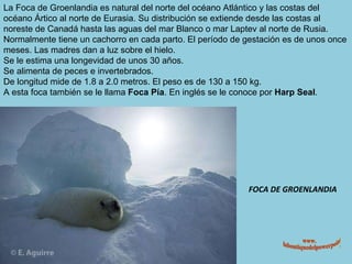FOCA DE GROENLANDIA La Foca de Groenlandia es natural del norte del océano Atlántico y las costas del océano Ártico al norte de Eurasia. Su distribución se extiende desde las costas al noreste de Canadá hasta las aguas del mar Blanco o mar Laptev al norte de Rusia. Normalmente tiene un cachorro en cada parto. El período de gestación es de unos once meses. Las madres dan a luz sobre el hielo. Se le estima una longevidad de unos 30 años. Se alimenta de peces e invertebrados. De longitud mide de 1.8 a 2.0 metros. El peso es de 130 a 150 kg. A esta foca también se le llama  Foca Pía . En inglés se le conoce por  Harp Seal . www. laboutiquedelpowerpoint. com 