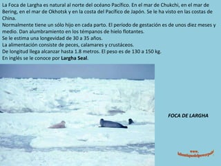 FOCA DE LARGHA La Foca de Largha es natural al norte del océano Pacífico. En el mar de Chukchi, en el mar de Bering, en el mar de Okhotsk y en la costa del Pacífico de Japón. Se le ha visto en las costas de China. Normalmente tiene un sólo hijo en cada parto. El período de gestación es de unos diez meses y medio. Dan alumbramiento en los témpanos de hielo flotantes. Se le estima una longevidad de 30 a 35 años. La alimentación consiste de peces, calamares y crustáceos. De longitud llega alcanzar hasta 1.8 metros. El peso es de 130 a 150 kg. En inglés se le conoce por  Largha Seal . www. laboutiquedelpowerpoint. com 