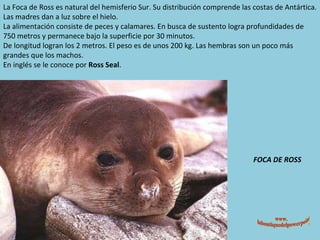 FOCA DE ROSS La Foca de Ross es natural del hemisferio Sur. Su distribución comprende las costas de Antártica. Las madres dan a luz sobre el hielo. La alimentación consiste de peces y calamares. En busca de sustento logra profundidades de 750 metros y permanece bajo la superficie por 30 minutos. De longitud logran los 2 metros. El peso es de unos 200 kg. Las hembras son un poco más grandes que los machos. En inglés se le conoce por  Ross Seal . www. laboutiquedelpowerpoint. com 