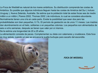 FOCA DE WEDDELL www. laboutiquedelpowerpoint. com La Foca de Weddell es natural de los mares antárticos. Su distribución comprende las costas de Antártica. Es posible que algunos individuos lleguen hasta las costas de América del Sur ( incluso Uruguay ), Nueva Zelanda, Australia. Se estima que la población total de estas focas sea de medio millón a un millón ( Parera 2002, Thomas 2002 ) de individuos, lo cual se considera abundante. Normalmente tienen una cría en cada parto. Existe la posibilidad que sean dos pero las probabilidades son bien pequeñas, 0.1%. El período de gestación es de unos 11 meses. Las madres dan alumbramiento en el hielo, solitarias o en pequeñas colonias. Los pequeños son alimentados de seis a ocho semanas, después se tienen que valer por sí mismos. Se le estima una longevidad de 20 a 25 años. La alimentación consiste de peces. Complementan su dieta con calamares y crustáceos. Esta foca es muy astuta, cuando un pez se encueva le suelta burbujas para sacarlo del escondite. 