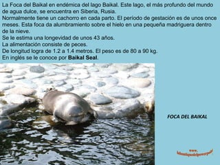 FOCA DEL BAIKAL La Foca del Baikal en endémica del lago Baikal. Este lago, el más profundo del mundo de agua dulce, se encuentra en Siberia, Rusia. Normalmente tiene un cachorro en cada parto. El período de gestación es de unos once meses. Esta foca da alumbramiento sobre el hielo en una pequeña madriguera dentro de la nieve. Se le estima una longevidad de unos 43 años. La alimentación consiste de peces. De longitud logra de 1.2 a 1.4 metros. El peso es de 80 a 90 kg. En inglés se le conoce por  Baikal Seal . www. laboutiquedelpowerpoint. com 