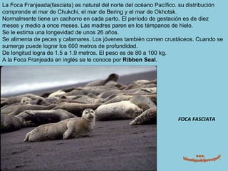 FOCA FASCIATA La Foca Franjeada(fasciata) es natural del norte del océano Pacífico. su distribución comprende el mar de Chukchi, el mar de Bering y el mar de Okhotsk. Normalmente tiene un cachorro en cada parto. El período de gestación es de diez meses y medio a once meses. Las madres paren en los témpanos de hielo. Se le estima una longevidad de unos 26 años. Se alimenta de peces y calamares. Los jóvenes también comen crustáceos. Cuando se sumerge puede lograr los 600 metros de profundidad. De longitud logra de 1.5 a 1.9 metros. El peso es de 80 a 100 kg. A la Foca Franjeada en inglés se le conoce por  Ribbon Seal . www. laboutiquedelpowerpoint. com 