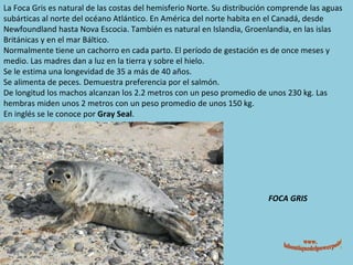 FOCA GRIS La Foca Gris es natural de las costas del hemisferio Norte. Su distribución comprende las aguas subárticas al norte del océano Atlántico. En América del norte habita en el Canadá, desde Newfoundland hasta Nova Escocia. También es natural en Islandia, Groenlandia, en las islas Británicas y en el mar Báltico. Normalmente tiene un cachorro en cada parto. El período de gestación es de once meses y medio. Las madres dan a luz en la tierra y sobre el hielo. Se le estima una longevidad de 35 a más de 40 años. Se alimenta de peces. Demuestra preferencia por el salmón. De longitud los machos alcanzan los 2.2 metros con un peso promedio de unos 230 kg. Las hembras miden unos 2 metros con un peso promedio de unos 150 kg. En inglés se le conoce por  Gray Seal . www. laboutiquedelpowerpoint. com 