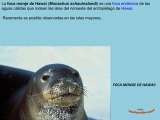 FOCA MONGE DE HAWAII La  foca monje de Hawai  ( Monachus schauinslandi ) es una  foca   endémica  de las aguas cálidas que rodean las islas del noroeste del archipiélago de  Hawai . Raramente es posible observarlas en las islas mayores. www. laboutiquedelpowerpoint. com 