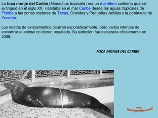 FOCA MONGE DEL CARIBE La  foca monje del Caribe  (Monachus tropicalis) era un  mamífero  caribeño que se extinguió en el siglo XX. Habitaba en el mar  Caribe  desde las aguas tropicales de  Florida  a las zonas costeras de  Texas , Grandes y Pequeñas Antillas y la península de  Yucatán . Los relatos de avistamientos ocurren esporádicamente, pero varios intentos de encontrar al animal no dieron resultado. Su extinción fue declarada oficialmente en 2008. www. laboutiquedelpowerpoint. com 