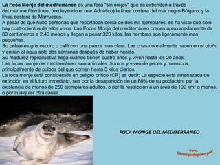 FOCA MONGE DEL MEDITERRANEO La Foca Monje del mediterráneo  es una foca "sin orejas" que se extienden a través del mar mediterráneo, (excluyendo el mar Adriático) la línea costera del mar negro Búlgaro, y la línea costera de Marruecos.  A pesar de que hubo personas que reportaban cerca de dos mil ejemplares, se ha visto que solo hay cuatrocientos de ellos vivos. Las Focas Monje del mediterráneo crecen aproximadamente de 80 centímetros a 2.40 metros y llegan a pesar 320 kilos, las hembras son ligeramente mas pequeñas.  Su pelaje es gris oscuro o café con una panza mas clara. Las crías normalmente nacen en el otoño y entran al agua solo dos semanas después de haber nacido. Su madurez reproductiva llega cuando tienen cuatro años y viven hasta los 20 años. Las focas monje del mediterráneo, son animales diurnos y viven de peces y moluscos, principalmente de pulpos del que comen hasta 3 kilos diarios. La foca monje está considerada en peligro crítico (CR) es decir: La especie está amenazada de extinción en el futuro inmediato, sea por la desaparición de un 80% de su población, por la existencia de menos de 250 ejemplares adultos, o por la restricción a un área de 100 km² o menos, o por cualquier otra causa. www. laboutiquedelpowerpoint. com 