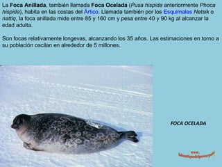 FOCA OCELADA La  Foca Anillada , también llamada  Foca Ocelada  ( Pusa hispida  anteriormente  Phoca hispida ), habita en las costas del  Ártico . Llamada también por los  Esquimales   Netsik  o  nattiq , la foca anillada mide entre 85 y 160 cm y pesa entre 40 y 90 kg al alcanzar la edad adulta. Son focas relativamente longevas, alcanzando los 35 años. Las estimaciones en torno a su población oscilan en alrededor de 5 millones. www. laboutiquedelpowerpoint. com 