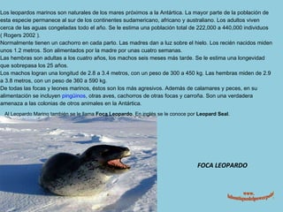 FOCA LEOPARDO Al Leopardo Marino también se le llama  Foca Leopardo . En inglés se le conoce por  Leopard Seal . www. laboutiquedelpowerpoint. com Los leopardos marinos son naturales de los mares próximos a la Antártica. La mayor parte de la población de esta especie permanece al sur de los continentes sudamericano, africano y australiano. Los adultos viven cerca de las aguas congeladas todo el año. Se le estima una población total de 222,000 a 440,000 individuos ( Rogers 2002 ). Normalmente tienen un cachorro en cada parto. Las madres dan a luz sobre el hielo. Los recién nacidos miden unos 1.2 metros. Son alimentados por la madre por unas cuatro semanas. Las hembras son adultas a los cuatro años, los machos seis meses más tarde. Se le estima una longevidad que sobrepasa los 25 años. Los machos logran una longitud de 2.8 a 3.4 metros, con un peso de 300 a 450 kg. Las hembras miden de 2.9 a 3.8 metros, con un peso de 360 a 590 kg. De todas las focas y leones marinos, éstos son los más agresivos. Además de calamares y peces, en su alimentación se incluyen  pingüinos , otras aves, cachorros de otras focas y carroña. Son una verdadera amenaza a las colonias de otros animales en la Antártica. 