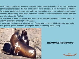 LEON MARINO SUDAMERICANO www. laboutiquedelpowerpoint. com El León Marino Sudamericano es un mamífero de las costas de América del Sur. Su ubicación es continua desde las costas del Perú en el Pacífico hasta las costas al sur del Brasil en el Atlántico. Se extiende su distribución a las Islas Malvinas. Los machos, cuando no es la temporada de cría, tienden a dispersarse y nadar largas distancias, 1600 km. Se han documentado al norte de Brasil y en islas lejanas del Pacífico. Se estima que la población de este león marino se encuentra en descenso, contando con unos 275,000 ejemplares en total ( Gentry 2002 ). Los machos de esta especie, alcanzan los 2.8 metros de longitud y 350 kg de peso, son mucho más grandes que las hembras, que llegan a medir 2.2 metros y pesar 140 kg. 