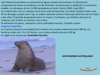 LEON MARINO AUSTRALIANO León Marino Australiano es natural de las aguas costeras de Australia. Su distribución comprende las costas al occidente y sur de Australia. Se estima que su población se encuentra estable, no sobrepasa de los 12,000 ejemplares en total ( Gentry 2002, Ling 2002 ). Las madres dan a luz en colonias cerca de la costa de Australia. Los recién nacidos miden unos 65 cm de largo y pesan unos 7 kg. La madre cuida del cachorro hasta que éste tiene de 12 meses a dos años. El período de gestación dura 11 meses y 3 semanas. Las hembras alcanzan la madurez a los 3 años, los machos a los 6 años. Se alimentan de peces, calamares y otros animalitos marinos. También comen  Pingüinos Pequeños . Los machos alcanzan una longitud de 2 metros con un peso máximo de unos 300 kg. Las hembras miden de 1.3 a 1.8 metros, con un peso máximo de unos 105 kg. En inglés se le conoce por  Australian Sea Lion . www. laboutiquedelpowerpoint. com 