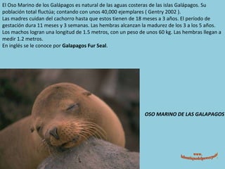 OSO MARINO DE LAS GALAPAGOS El Oso Marino de los Galápagos es natural de las aguas costeras de las islas Galápagos. Su población total fluctúa; contando con unos 40,000 ejemplares ( Gentry 2002 ). Las madres cuidan del cachorro hasta que estos tienen de 18 meses a 3 años. El período de gestación dura 11 meses y 3 semanas. Las hembras alcanzan la madurez de los 3 a los 5 años. Los machos logran una longitud de 1.5 metros, con un peso de unos 60 kg. Las hembras llegan a medir 1.2 metros. En inglés se le conoce por  Galapagos Fur Seal . www. laboutiquedelpowerpoint. com 