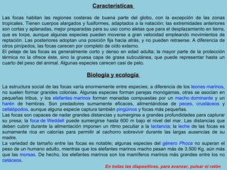 Características  Las focas habitan las regiones costeras de buena parte del globo, con la excepción de las zonas tropicales. Tienen cuerpos alargados y fusiformes, adaptados a la natación; las extremidades anteriores son cortas y aplanadas, mejor preparadas para su uso como aletas que para el desplazamiento en tierra, que es torpe, aunque algunas especies pueden moverse a gran velocidad empleando movimientos de reptación. Las posteriores adoptan una posición fija hacia atrás, y no pueden retraerse. A diferencia de otros pinípedos, las focas carecen por completo de oído externo. El pelaje de las focas es generalmente corto y denso en edad adulta; la mayor parte de la protección térmica no la ofrece éste, sino la gruesa capa de grasa subcutánea, que puede representar hasta un cuarto del peso del animal. Algunas especies carecen casi de pelo. Biología y ecología  La estructura social de las focas varía enormemente entre especies; a diferencia de los  leones marinos , no suelen formar grandes colonias. Algunas especies forman parejas monógamas, otras se asocian en pequeñas tribus, y los  elefantes marinos  forman manadas compuestas por un  macho dominante  y un  harén  de hembras. Son predadores sumamente eficaces, alimentándose de  peces ,  crustáceos  y  cefalópodos , aunque alguna especie captura también  pingüinos  y focas más pequeñas. Las focas son capaces de nadar grandes distancias y sumergirse a grandes profundidades para capturar su presa; la  foca de Weddell  puede sumergirse hasta 600 m bajo el nivel del mar. Las distancias que deben cubrir durante la alimentación imponen un ritmo peculiar a la  lactancia ; la  leche  de las focas es sumamente rica en calorías para permitir al cachorro sobrevivir durante las largas ausencias de su madre. La variedad de tamaño entre las focas es notable; algunas especies del  género   Phoca  no superan el peso de un humano adulto, mientras que los elefantes marinos macho pesan más de 3.500 Kg, aún más que las  morsas . De hecho, los elefantes marinos son los mamíferos marinos más grandes entre los no  cetáceos . En todas las diapositivas, para avanzar, pulsar el ratón 