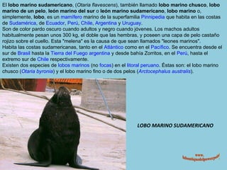 LOBO MARINO SUDAMERICANO El  lobo marino sudamericano , ( Otaria flavescens ), también llamado  lobo marino chusco ,  lobo marino de un pelo ,  león marino del sur  o  león marino sudamericano ,  lobo marino  o, simplemente,  lobo , es un  mamífero  marino de la superfamilia  Pinnipedia  que habita en las costas de  Sudamérica , de  Ecuador ,  Perú ,  Chile ,  Argentina  y  Uruguay . Son de color pardo oscuro cuando adultos y negro cuando jóvenes. Los machos adultos habitualmente pesan unos 300 kg, el doble que las hembras, y poseen una capa de pelo castaño rojizo sobre el cuello. Esta "melena" es la causa de que sean llamados "leones marinos". Habita las costas sudamericanas, tanto en el  Atlántico  como en el  Pacífico . Se encuentra desde el sur de  Brasil  hasta la  Tierra del Fuego   argentina  y desde bahía Zorritos, en el  Perú , hasta el extremo sur de  Chile  respectivamente. Existen dos especies de  lobos marinos  (no  focas ) en el  litoral   peruano . Éstas son: el lobo marino chusco ( Otaria  byronia ) y el lobo marino fino o de dos pelos ( Arctocephalus   australis ). www. laboutiquedelpowerpoint. com 