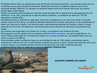 ELEFANTE MARINO DEL NORTE El Elefante Marino Ártico es natural de la costa del Pacífico de América del Norte. Las colonias donde crían se encuentran en las islas próximas al continente, desde San Francisco en California hasta el centro de la península de Baja California. Su ubicación se extiende hasta el norte de la isla de Vancouver, los machos adultos llegan hasta Alaska. Debido a la cacería indiscriminada sus números a fines del siglo XIX se estima que no sobrepasaban los 100 individuos. Ya en 1991, después de un siglo de intensa protección, su población se estimó en 127,000 ejemplares ( Hindell 2002 ). Normalmente tiene un sólo hijo en cada parto. El período de gestación es de unos once meses. Los recién nacidos pesan de 30 a 40 kg. La madre los alimenta hasta los 26 a 28 días, después los no tan pequeñuelos se tienen que valer por sí mismos. Les toma de cuatro a seis semanas aprender por instinto a nadar y a cazar, entonces se van al mar. Se estima que una tercera parte de los cachorros no sobrevivan los primeros seis meses. Se le estima una longevidad a los machos de 14 años. Las hembras viven hasta los 20 años. Esta especie no es tan grande como su pariente el  Elefante Marino Antártico , aun así son gigantescos. Un macho adulto puede lograr los 4.5 metros de longitud con un peso de 2500 kg. Las hembras miden unos 3.6 metros y pesan unos 900 kg. Estos animales pueden sumergirse hasta una profundidad de más de 1000 metros y permanecer bajo la superficie por más de una hora. La alimentación consiste de  calamares  y peces. Al igual que todas las otras focas y leones marinos, su principal enemigo natural son los tiburones y las orcas o ballenas asesinas. Al Elefante Marino Ártico en inglés se le conoce por  Northern Elephant Seal . www. laboutiquedelpowerpoint. com 