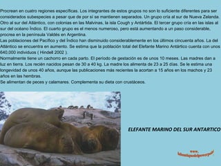 ELEFANTE MARINO DEL SUR ANTARTICO www. laboutiquedelpowerpoint. com Procrean en cuatro regiones específicas. Los integrantes de estos grupos no son lo suficiente diferentes para ser considerados subespecies a pesar que de por sí se mantienen separados. Un grupo cría al sur de Nueva Zelanda. Otro al sur del Atlántico, con colonias en las Malvinas, la isla Cough y Antártida. El tercer grupo cría en las islas al sur del océano Índico. El cuarto grupo es el menos numeroso, pero está aumentando a un paso considerable, procrea en la península Valdés en Argentina. Las poblaciones del Pacífico y del Índico han disminuido considerablemente en los últimos cincuenta años. La del Atlántico se encuentra en aumento. Se estima que la población total del Elefante Marino Antártico cuenta con unos 640,000 individuos ( Hindell 2002 ). Normalmente tiene un cachorro en cada parto. El período de gestación es de unos 10 meses. Las madres dan a luz en tierra. Los recién nacidos pesan de 30 a 40 kg. La madre los alimenta de 23 a 25 días. Se le estima una longevidad de unos 40 años, aunque las publicaciones más recientes la acortan a 15 años en los machos y 23 años en las hembras. Se alimentan de peces y calamares. Complementa su dieta con crustáceos. 