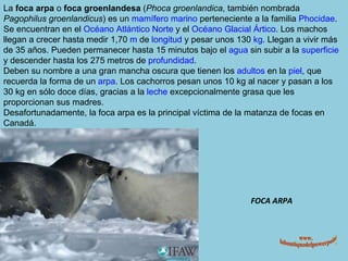 FOCA ARPA La  foca arpa  o  foca groenlandesa  ( Phoca groenlandica , también nombrada  Pagophilus groenlandicus ) es un  mamífero   marino  perteneciente a la familia  Phocidae . Se encuentran en el  Océano Atlántico Norte  y el  Océano Glacial Ártico . Los machos llegan a crecer hasta medir 1,70  m  de  longitud  y pesar unos 130  kg . Llegan a vivir más de 35 años. Pueden permanecer hasta 15 minutos bajo el  agua  sin subir a la  superficie  y descender hasta los 275 metros de  profundidad . Deben su nombre a una gran mancha oscura que tienen los  adultos  en la  piel , que recuerda la forma de un  arpa . Los cachorros pesan unos 10 kg al nacer y pasan a los 30 kg en sólo doce días, gracias a la  leche  excepcionalmente grasa que les proporcionan sus madres. Desafortunadamente, la foca arpa es la principal víctima de la matanza de focas en Canadá. www. laboutiquedelpowerpoint. com 
