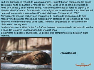 FOCA BARBUDA La Foca Barbuda es natural de las aguas árticas. Su distribución comprende las aguas costeras al norte de Eurasia y América del Norte. Se le ve en la bahía de Hudson al norte de Canadá y en el mar de Bering. Ha sido documentada al norte de Japón y en Newfoundland, Canadá. Esta especie no es migratoria, es sedentaria. La población total de esta foca se estima en medio millón de individuos ( Reeves, et al., 2002 ). Normalmente tiene un cachorro en cada parto. El período de gestación es de diez meses y medio a once meses. Las madres paren solitarias en los témpanos de hielo flotantes, normalmente cerca de la costa. Tienen al pequeñuelo en la superficie del hielo, no en madrigueras. Las hembras son adultas de los 5 a 6 años. Los machos alcanzan la madurez de los 6 a 7 años. Se le estima una longevidad de unos 31 años. Se alimenta de peces y crustáceos. Es posible que complemente su dieta con algas marinas. www. laboutiquedelpowerpoint. com 