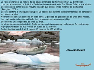 FOCA CANGREJERA La Foca Cangrejera es natural de las aguas antárticas del hemisferio Sur. Su distribución comprende las costas de Antártica. Se le ha visto en América del Sur, Nueva Zelanda y Australia. Se le considera ser la foca de mayor población que existe; en los millones de ejemplares ( Bengtson 2002 ). Se le ve solitaria o en pequeños grupos. Es posible que durante ciertas temporadas se congregue en cientos de ellas. Normalmente tiene un cachorro en cada parto. El período de gestación es de unos once meses. Las madres dan a luz sobre el hielo. Los recién nacidos pesan unos 35 kg. Se le estima una longevidad de unos 23 años. La alimentación consiste de krill. Suplementan su dieta con peces y calamares. Es posible que logre profundidades de 430 metros en busca de su alimento. De longitud logra de 2.1 a 2.6 metros. El peso es de 180 a 230 kg. www. laboutiquedelpowerpoint. com 