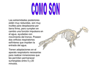 COMO SON Las extremidades posteriores están muy reducidas, son muy inutiles para desplazarse por tierra firme, pero cumplen en cambio una función impulsora en el agua, ayudadas con movimiento del tronco. Poseen dos orificios respiratorios esfínteres que impiden la entrada del agua. Tienen adaptaciones en el aparato respiratorio necesarias para realizar inmersiones que les permiten permanecer sumergidas entre 5 y 20 minutos. 