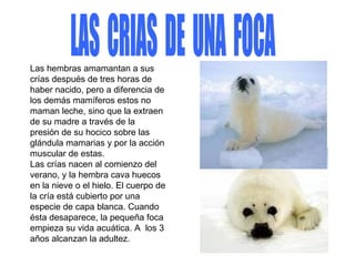 LAS  CRIAS  DE  UNA  FOCA Las hembras amamantan a sus crías después de tres horas de haber nacido, pero a diferencia de los demás mamíferos estos no maman leche, sino que la extraen de su madre a través de la presión de su hocico sobre las glándula mamarias y por la acción muscular de estas. Las crías nacen al comienzo del verano, y la hembra cava huecos en la nieve o el hielo. El cuerpo de la cría está cubierto por una especie de capa blanca. Cuando ésta desaparece, la pequeña foca empieza su vida acuática. A  los 3 años alcanzan la adultez. 