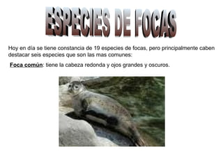 ESPECIES DE FOCAS Hoy en día se tiene constancia de 19 especies de focas, pero principalmente caben destacar seis especies que son las mas comunes: Foca común : tiene la cabeza redonda y ojos grandes y oscuros. 