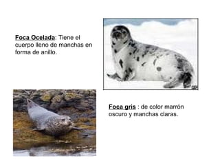 Foca Ocelada : Tiene el cuerpo lleno de manchas en forma de anillo. Foca gris  : de color marrón oscuro y manchas claras. 