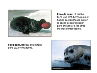 Foca de caso : El macho tiene una protuberancia en el hocico que hincha de aire en la época de reproducción para ahuyentar a los otros machos competidores. Foca barbuda : usa sus barbas para cazar crustáceos. 