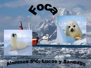Foca Alumnos 5ºC: Lucas y Santiago  