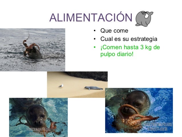 Focas