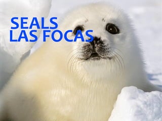 LAS FOCAS SEALS 