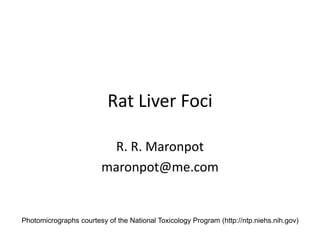 Rat Liver Foci
R. R. Maronpot
maronpot@me.com
Photomicrographs courtesy of the National Toxicology Program (http://ntp.niehs.nih.gov)
 
